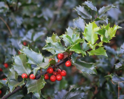 Падуб мезерва "Блю Ангел"