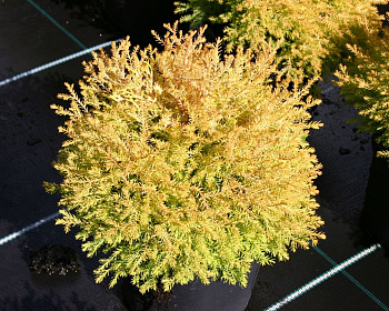 Туя западная "Рейнголд"