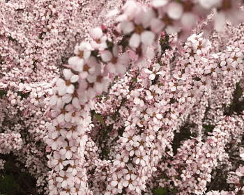 Спирея тунберга "Фуджино пинк"