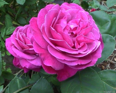 Роза Флорибунда «Олд Порт» 