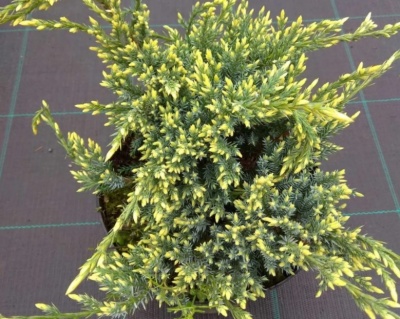 Можжевельник чешуйчатый "Дрим Джой"