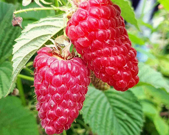 Малина "Пшехиба"