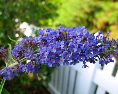 Буддлея Давида "Адонис Блю" (Adonis Blue)