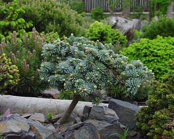 Пихта корейская "Блауэр Эскимо" (штамбовая форма)