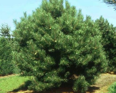 Сосна черная "Нана"