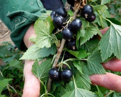 Смородина "Ядреная"