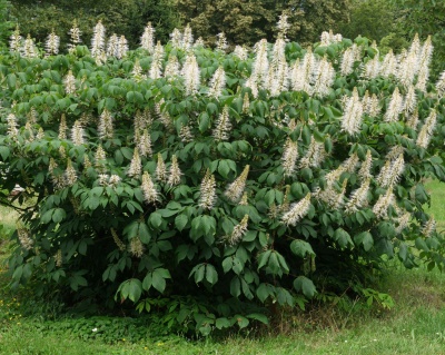 Каштан конский мелкоцветковый