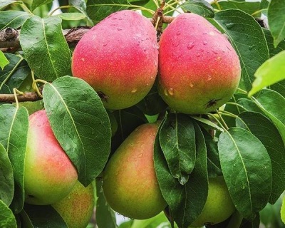 Груша "Нарядная Ефимова"