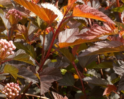 Пузыреплодник "Коппертина" (Coppertina)