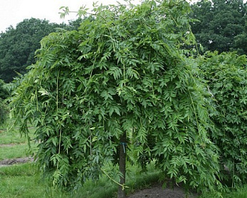 Ясень обыкновенный «Пендула»