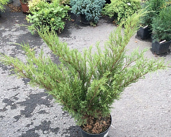 Можжевельник казацкий "Мас"