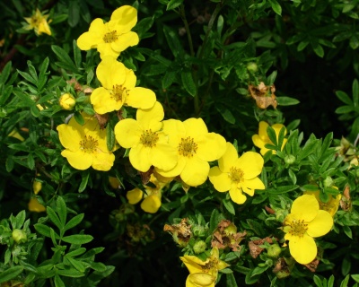 Лапчатка "Голдфингер" (Goldfinger)