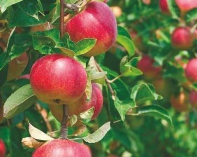 Яблоня "Малиновка"