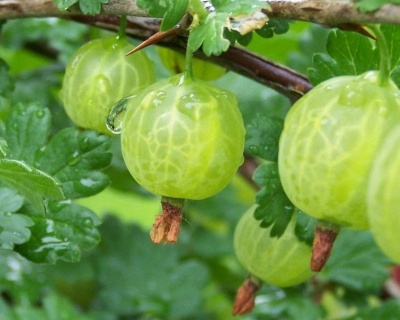 Крыжовник "Белорусский сахарный"