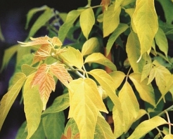 Клен ясенелистный "Одессанум"