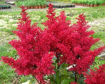 Астильба японская "Ред Сентинел"