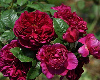 Пионовидная роза «Фишерман Френд» 