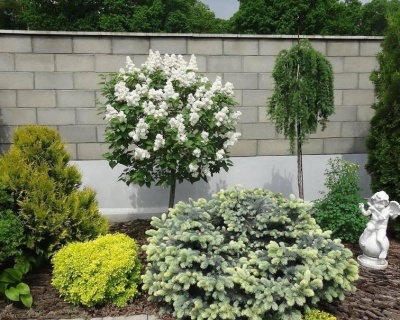 Сирень обыкновенная "Мадам Лемуан" (штамбовая форма)