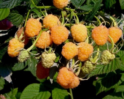 Малина "Желтый Гигант"