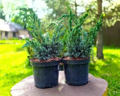 Можжевельник Китайский "Блю Альпс"