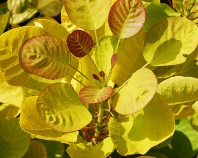 Скумпия "Спирит Голд" (Golden Spirit)