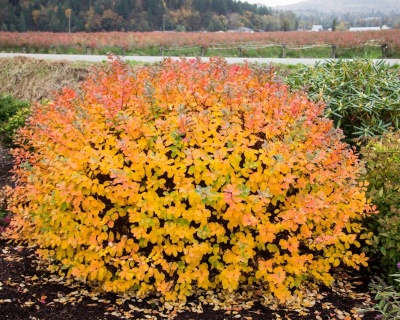 Спирея берозолистная "Тор"