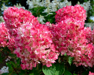Гортензия метельчатая "Пинк Даймонд" (Pink Diamond)