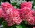 Гортензия метельчатая "Пинк Даймонд" (Pink Diamond)