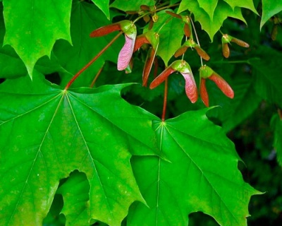 Клен остролистный