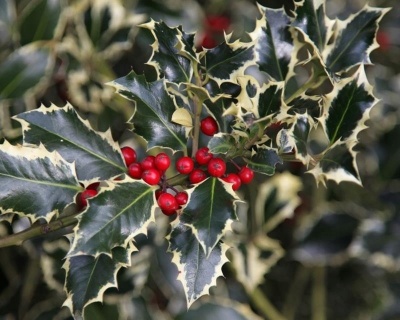 Падуб  остролистный  "Аргентеа маргината"