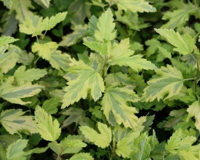 Пузыреплодник "Эннис Голд " (Anny`s Gold)