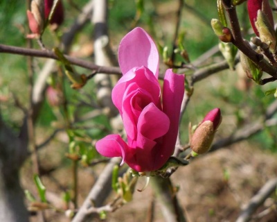 Магнолия "Бетти"