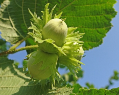 Фундук "Тамбовский ранний"