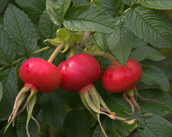 Шиповник "Юбилейный"