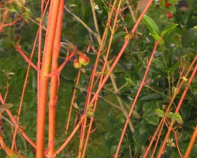 Дерен красный "Грин Лайт" (Green Light)