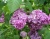 Сирень "Космос"