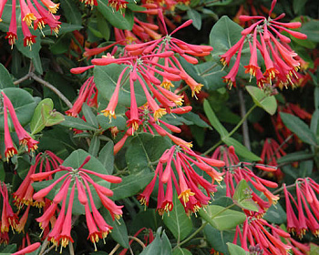 Жимолость Брауна "Фуксиойдес"(P-9)