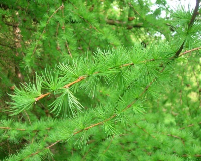 Лиственница Европейская