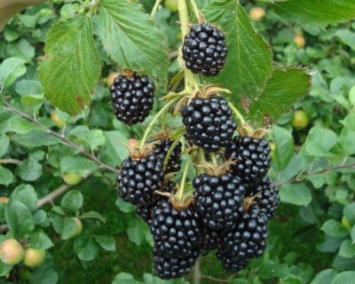 Ежевика "Агавам"