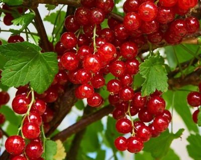 Смородина "Йонкер Ван Тетс"