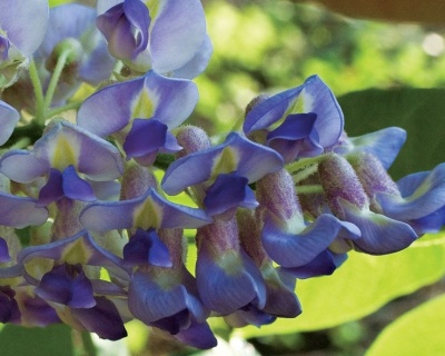 Глициния обильноцветущая "Блю мун"