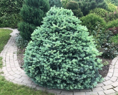Пихта одноцветная "Компакта"
