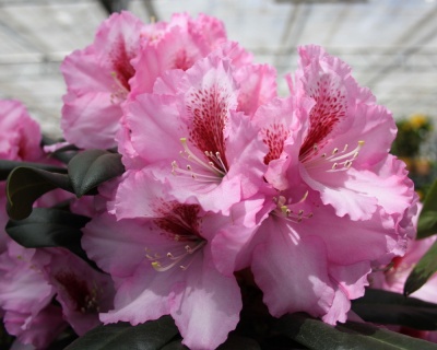 Рододендрон "Диадем"