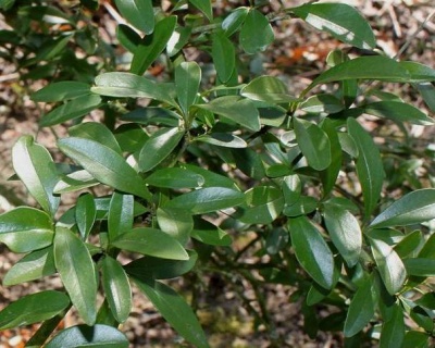 Бирючина обыкновенная "Квихоу"