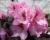 Рододендрон "Диадем"