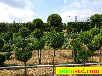 Стриженная туя "Брабанд"