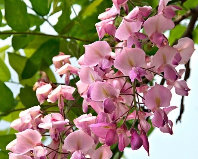 Глициния обильноцветущая "Хонбени"