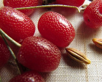 Гуми "Сахалинский"