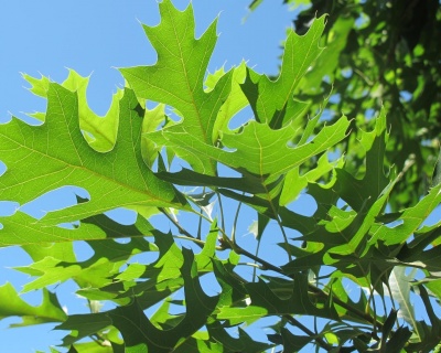 Дуб болотный