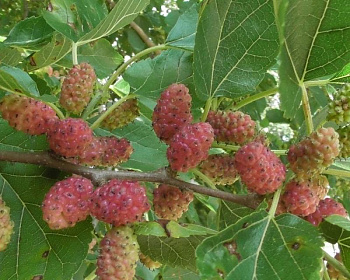 Шелковица "Смоленская Розовая"